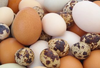 Need an Egg Incubation Timeline? Try This Hatching Calculator